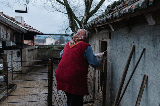 Woman feeding pig at rural farmhouse pen