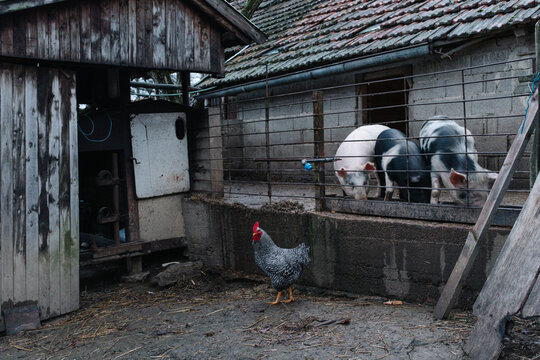 Chicken standing by pig pen in rural farmyard