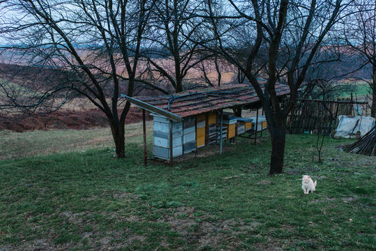 Beehives and cat in rural yard near open pit mine