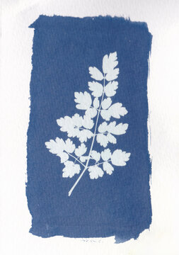Cyanotype printing leaf silhouette 