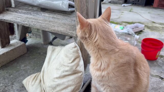 A ginger cat hangs out in a yard in Cape Town