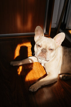 French bulldog looking at camera in sunlight
