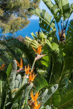 Garden plants and flowers and blue sea and sky