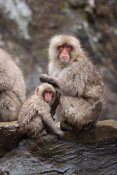 Mother and baby snow monkeys at Jigokudani Yaen-Koen Park in Jap