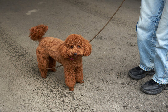Brown poodle stands on pavement while person holds leash in street 