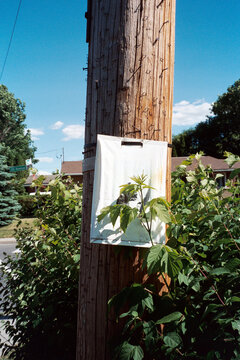 Cat poster on wooden pole surrounded by overgrown plants
