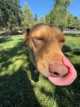 closeup portrait of dog licking nose outside on grass 