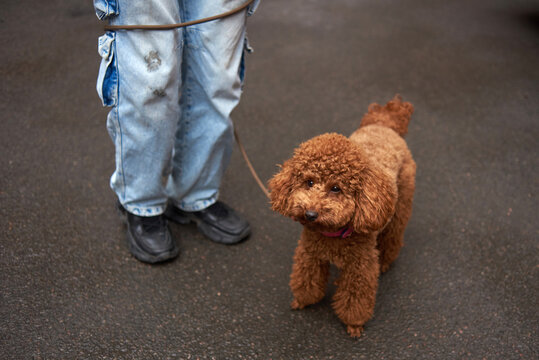 Brown poodle and owner with a paw print on jeans