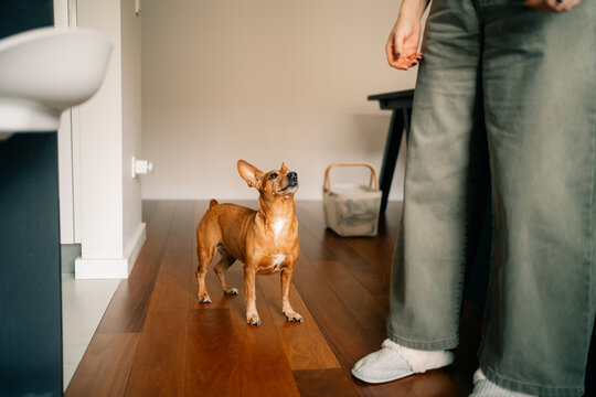 Dog Waiting for Treat in a Home Setting During Daytime