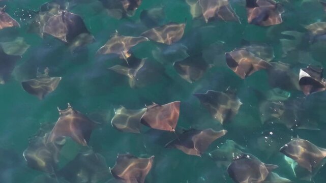 Large groups of mobula rays leap and splash in the Sea of Cortez, showcasing their unique movements and behavior in Mexico.