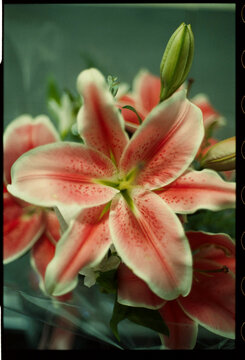 Pink lily bouquet close up