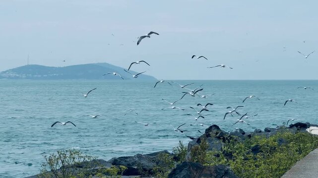 Active hunting flock of seagulls flying low and diving over stormy sea waves and rocky shore in Istanbul, Turkey. Dramatic marine wildlife feeding frenzy scene. Nature travel concept video.