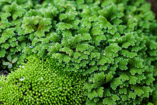 Vibrant green azolla fern and delicate moss plant forming beautiful nature leaf texture captured in macro detail evoking peaceful tranquil calming emotion for botanical background