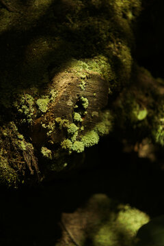 Sunlit Fern Fronds Against Dark Forest Background