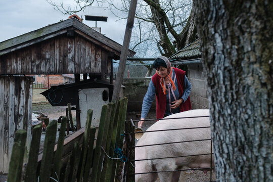 Woman feeding pig beside old farmhouse pen