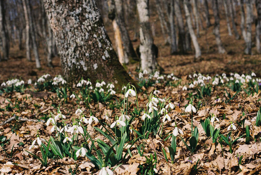 A clearing with many snowdrops in the forest in spring.