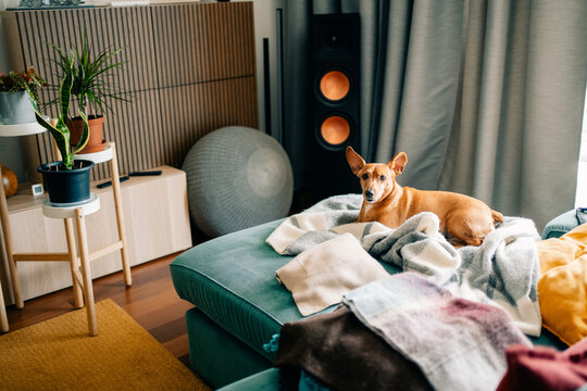 Dog Relaxing on Couch in Cozy Living Room With Plants and Speakers