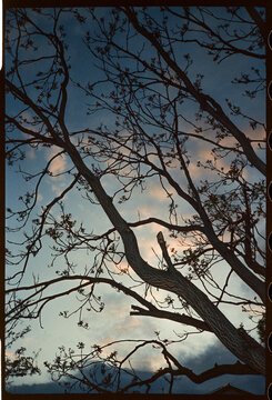 Bare branches against evening sky