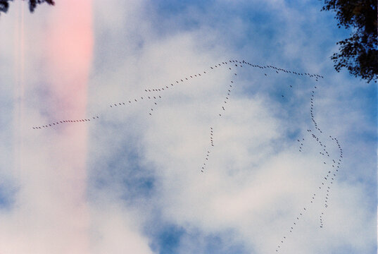 Birds flying in a formation against the sky