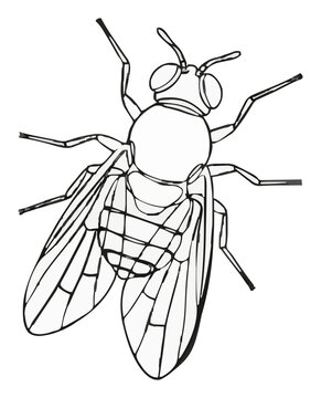 Fruit fly crawling top down view line art. Generative AI