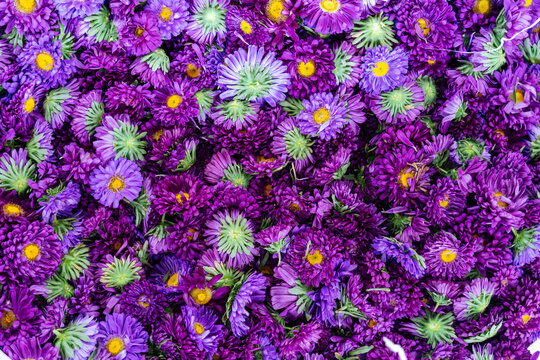 Pile of vibrant purple asters