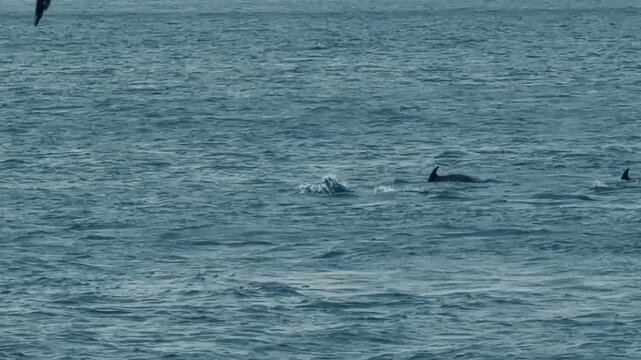 Active pod of dolphins jumping and swimming together in Bosphorus Strait, Istanbul, Turkey. Beautiful marine wildlife video with group of mammals and flying seagull bird. Summer travel scene.