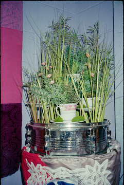 Plants and Teacup Arranged on a Snare Drum with Lace and Fabric