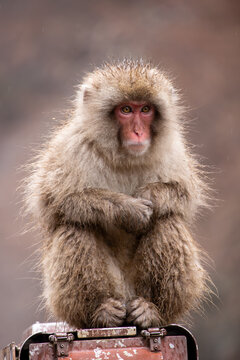 Snow monkey at Jigokudani Yaen-Koen Park in Japan
