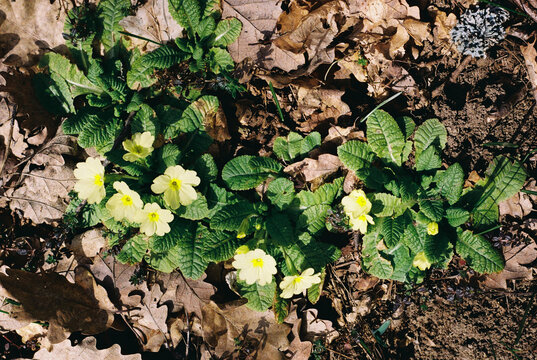 A clearing with many primroses in the forest in spring.