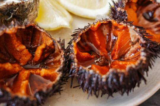 Sea Urchin Served Plate. Restaurant
