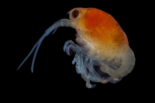 Australian Lobster Larva Micrograph