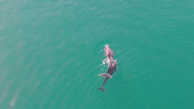 Mother dolphin swims in the Sea of Cortez, as her baby nurses in Baja California Sur near Mulege