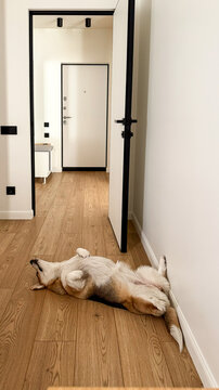 Corgi dog lying on back on wooden floor at home