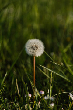 Mature dandelion in green grass.