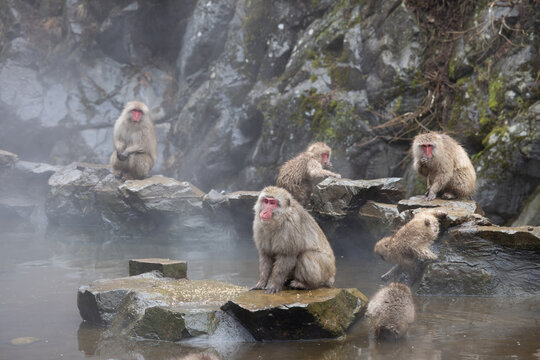 Snow monkeys at Jigokudani Yaen-Koen Park in Japan