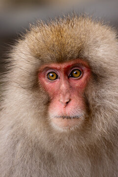 Snow monkey at Jigokudani Yaen-Koen Park in Japan