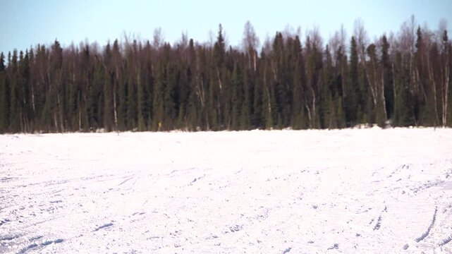 Alaska dog sled team racing the iditarod trail