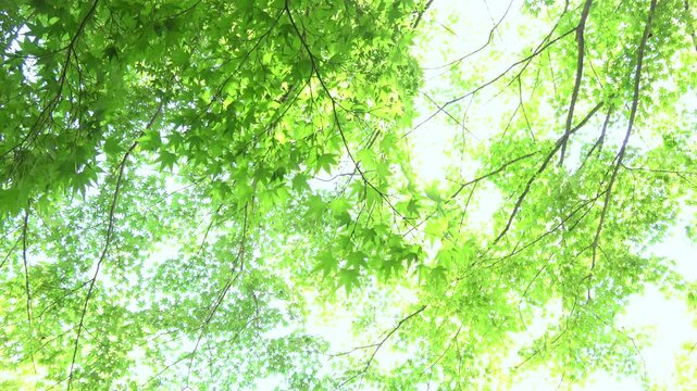 木漏れ日溢れる青もみじの新緑を見上げたパンショット 4K