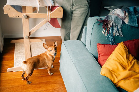 Dog Stands Near Couch While Person Works on a Loom in a Cozy Room