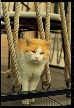 Orange and white cat between ropes