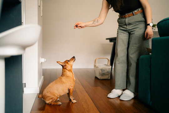 Dog Learning Tricks Indoors With Owner at Home During Daytime