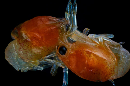two Australian Lobster Larva Micrograph