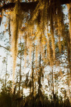 Okefenokee Swamp
