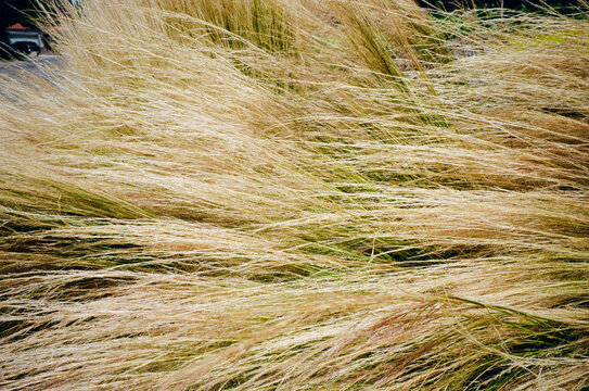 Reed grass