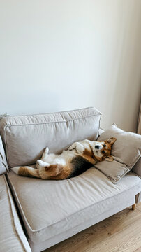 Corgi dog lying on sofa in cozy minimalist home interior