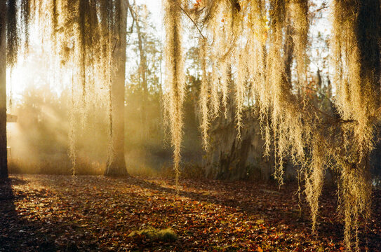 Okefenokee Swamp