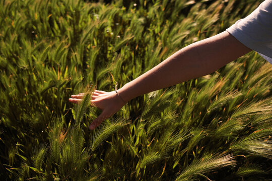 Hand Touching Grass. Nature sunset