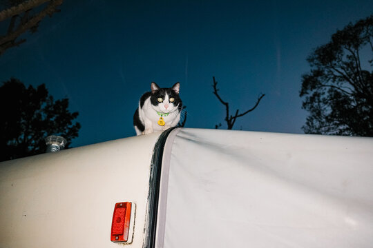 Cat Sitting on Top of a White Camper During Nighttime