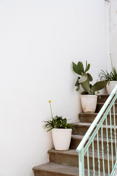 Cacti in pots against white wall, Italy.