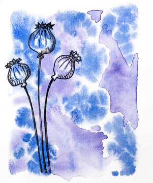 Analog watercolor painting of poppy seedheads